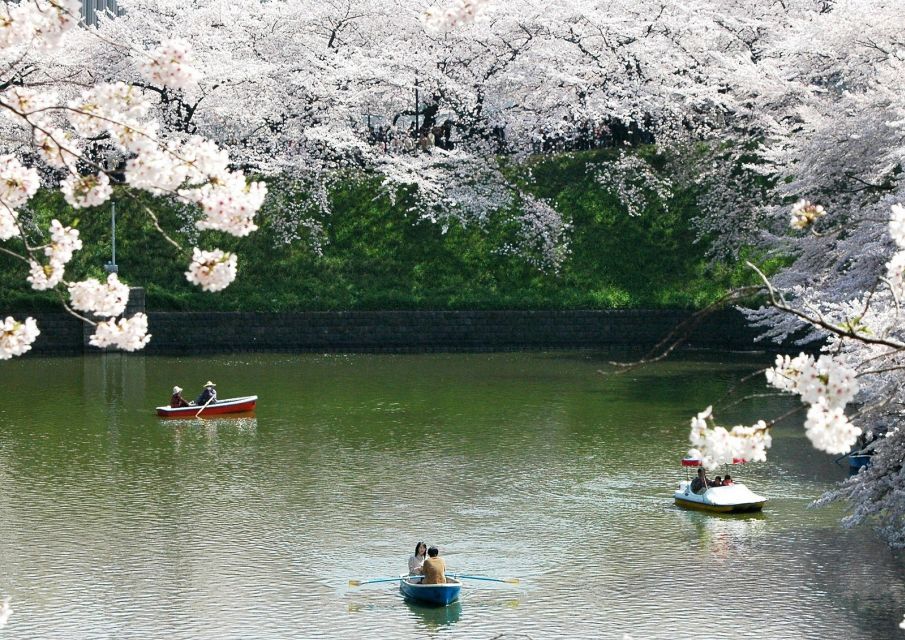 Sakura in Tokyo: Cherry Blossom Experience - Key Points