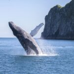 Seward: Kenai Fjords National Park -Hour Cruise - Cruise Highlights