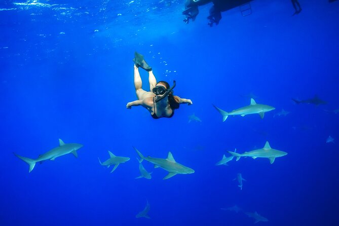 Shark Tour Dive With Sharks in Hawaii With One Ocean Diving - Key Points