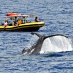 Small Group Hour Whale Watch From Raft (Mala, Lahaina) - Key Points