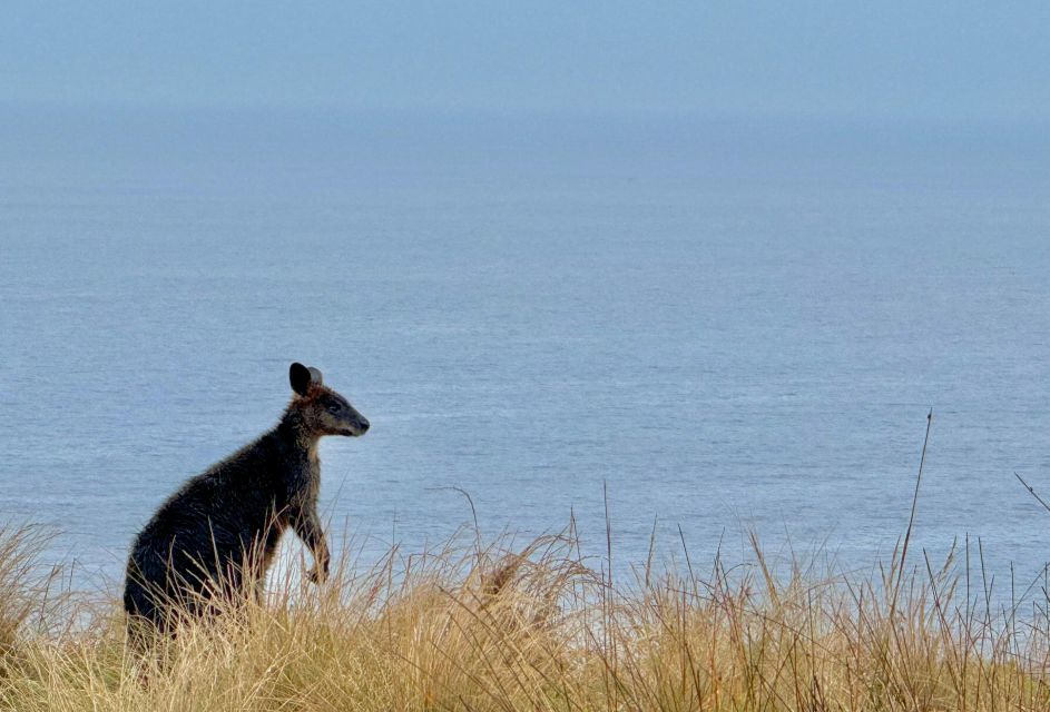 Small Group Philip Island Express Penguin & Wallaby Spoting - Key Points