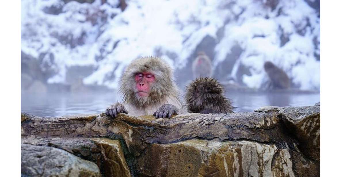 Snow Monkey & ZinkoJi With Sake Tasting Private Tour - Key Points