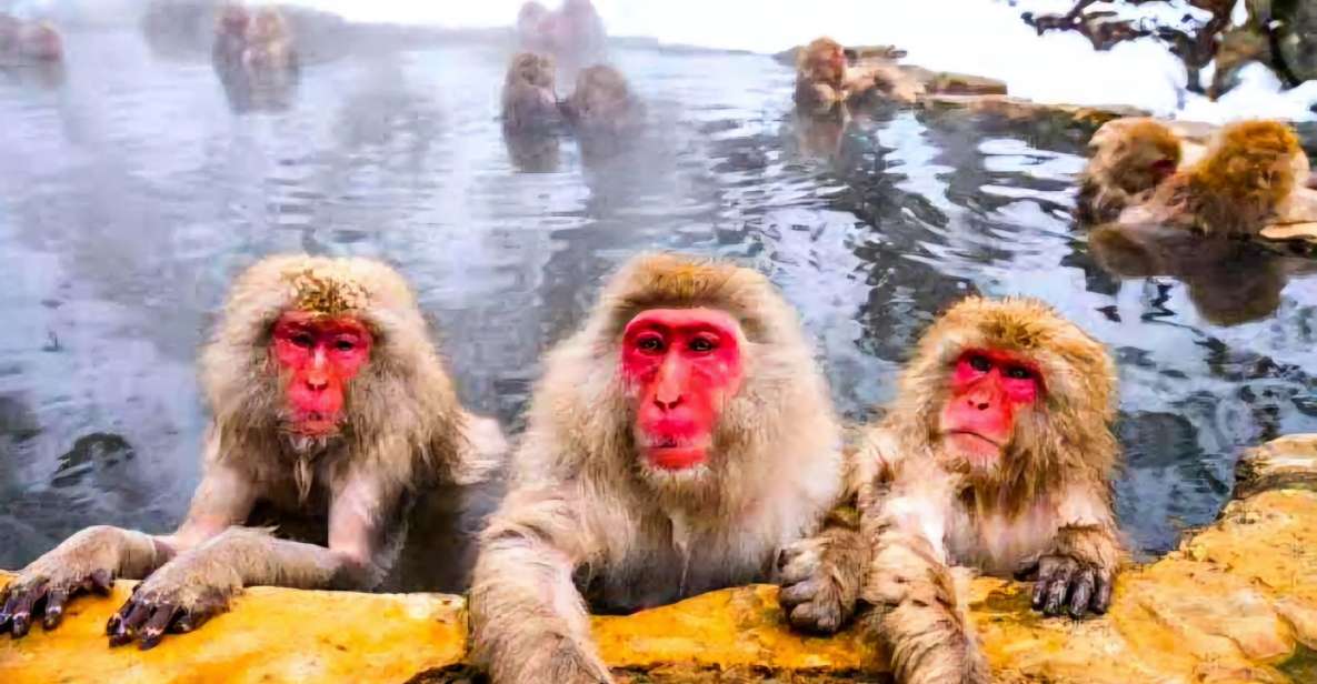 Snow Monkeys Zenkoji Temple One Day Private Sightseeing Tour - Key Points