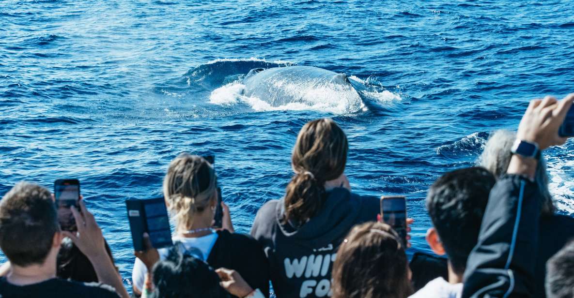 Spirit of Gold Coast 2.5-Hour Whale Watching Tour - Key Points