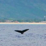 Swim With Dolphins in the West Coast Line of Oahu - Meeting and Pickup Details