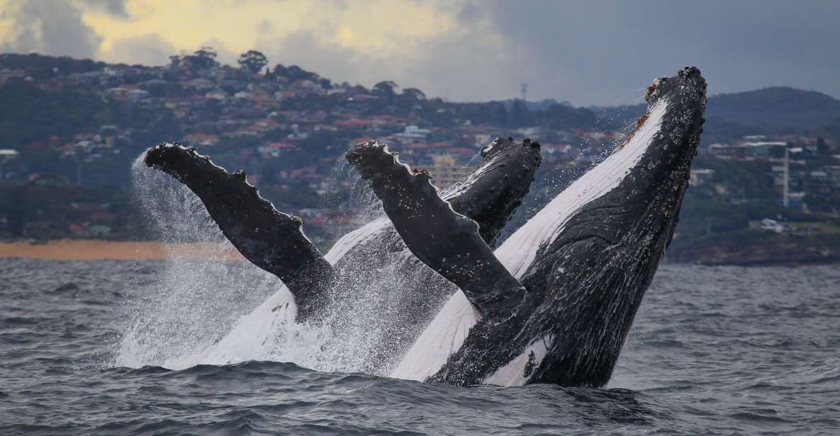 Sydney: 3-Hour Whale Watching Tour by Catamaran - Key Points