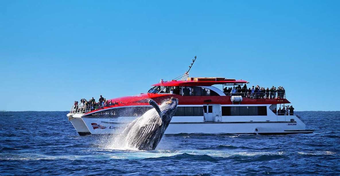 Sydney: Whale Watching Explorer Cruise - Key Points