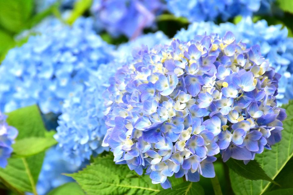 Tokyo: Izu Hydrangea Ocean, Jogasaki Beach & Hot Spring Day - Shuzenji Onsen Highlights