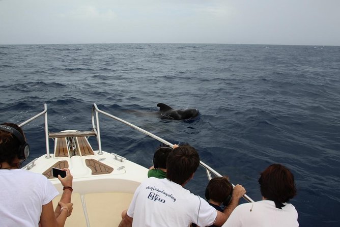 Whale Watching in Tenerife - Top Species You Might Encounter