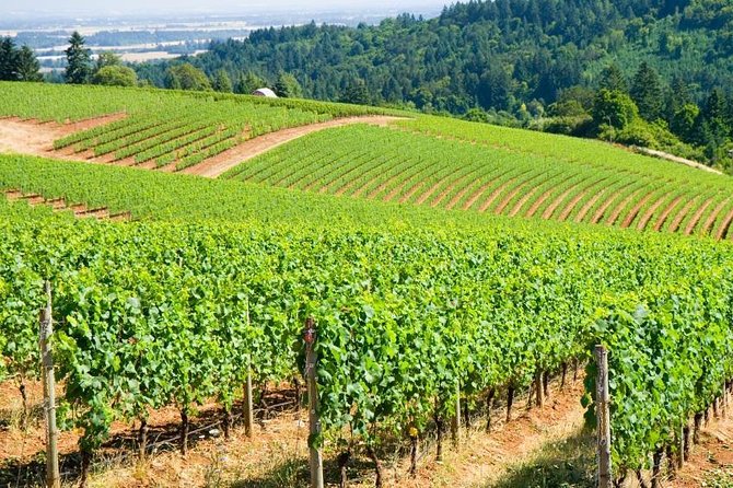Willamette Valley Wine Tour With Lunch - Key Points