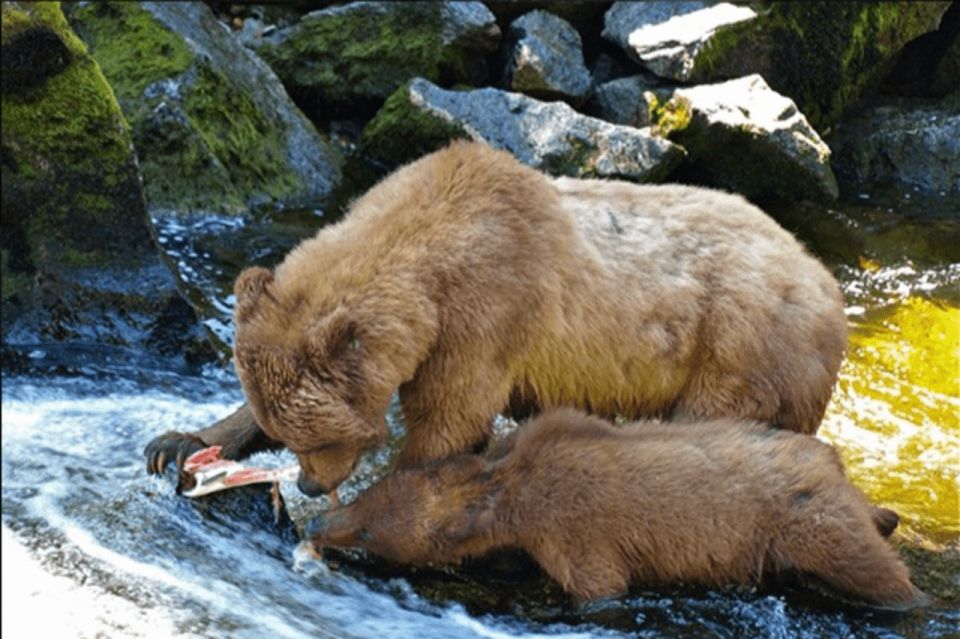 Wrangell: Anan Bear and Wildlife Viewing Adventure - Key Points