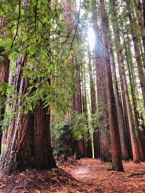 Yarra Valley: Redwood Forest Mountain Bike Adventure - Key Points