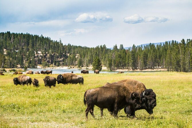 Yellowstone Lower Loop Full-Day Tour - Key Points
