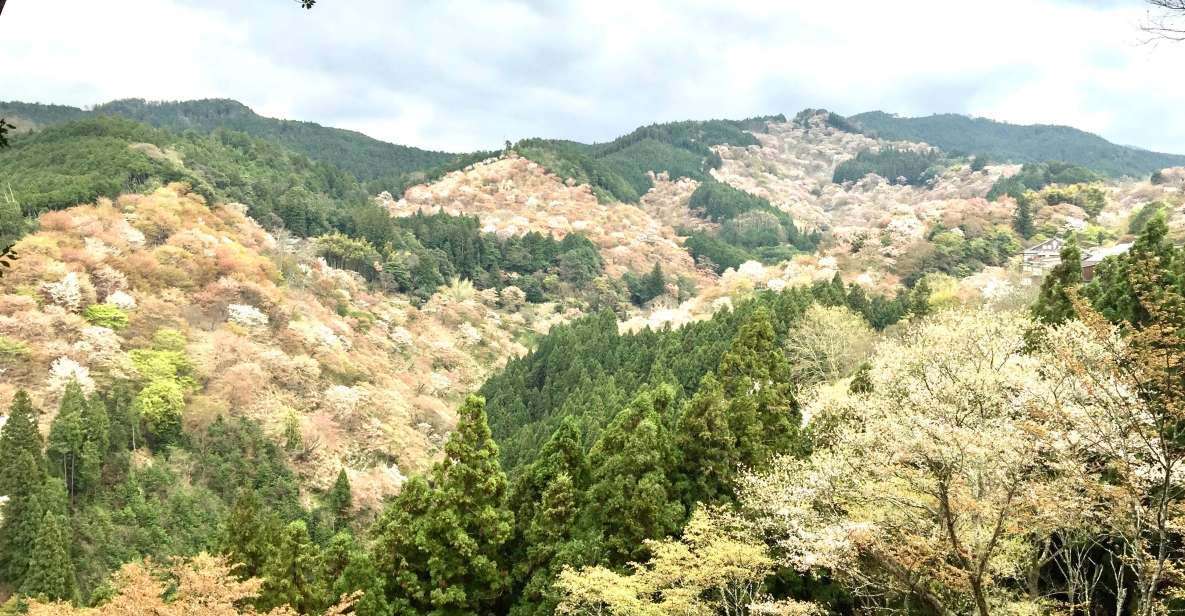 Yoshino: Private Guided Tour & Hiking in a Japanese Mountain - Key Points