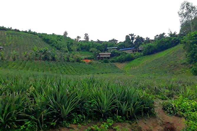 1 Day Trekking Group Tour With Bamboo Cooking / Chiang Rai