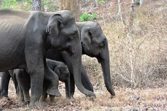 3-Day Wayanad Tour From Bangalore