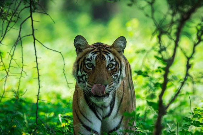 3-Hour Shared Safari in Ranthambore Tiger Reserve