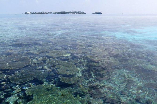 3 Point Snorkeling Safari