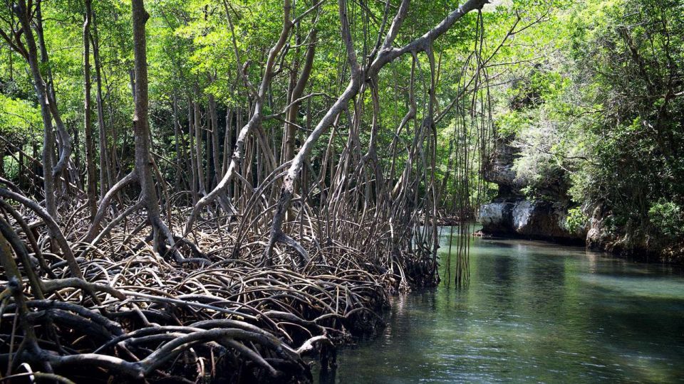 3in1: Los Haitises National Park + Yanigua Waterfall + Montaña Redonda