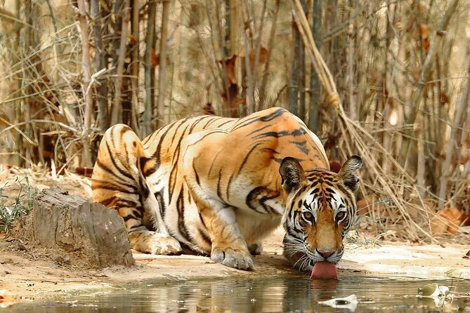 4-Day Private Tour of Delhi Agra and Jaipur With Tiger Safari