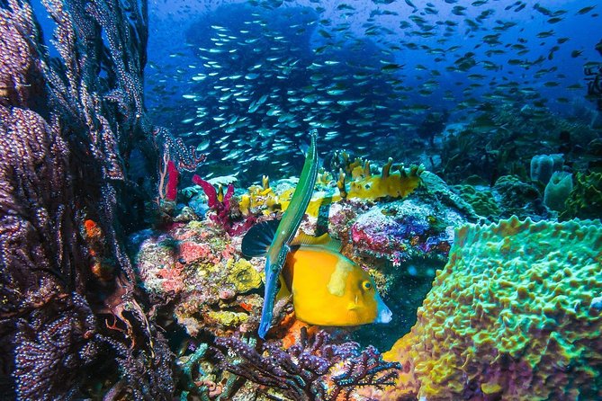 4-Hour Snorkel Cruise to Underwater Sculptures With Boat Dogs