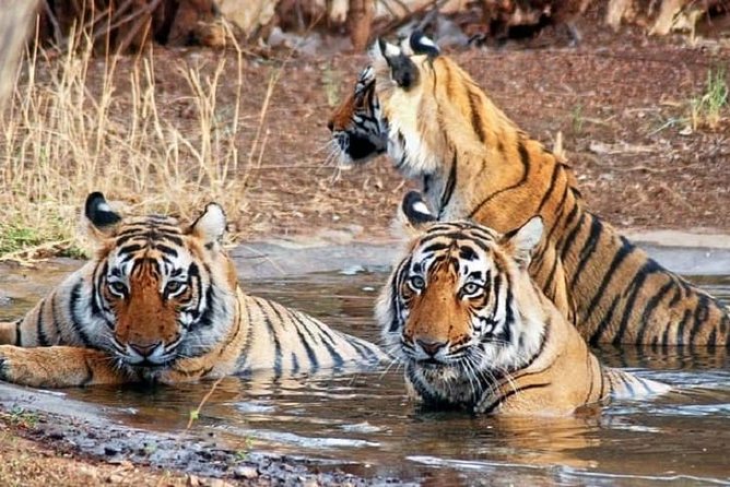 5-Day Private Delhi, Agra and Jaipur With Ranthambhore Tiger Tour From Delhi - Tour Overview