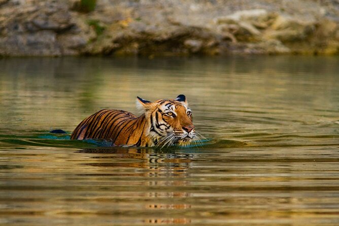 5 Day Private Tour of Tigers, Taj Mahal and Palaces From Cochin