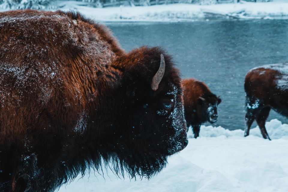 9-Day Winter Yellowstone Tour With Southern Utah and Arizona