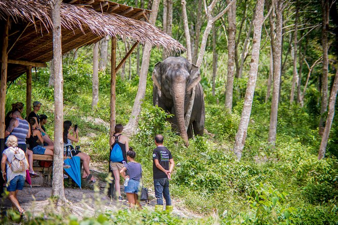 A Morning With the Elephants at Phuket Elephant Sanctuary - Overview of the Sanctuary