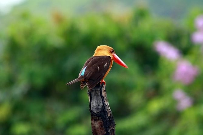 Afternoon Birdwatching Tour in Langkawi