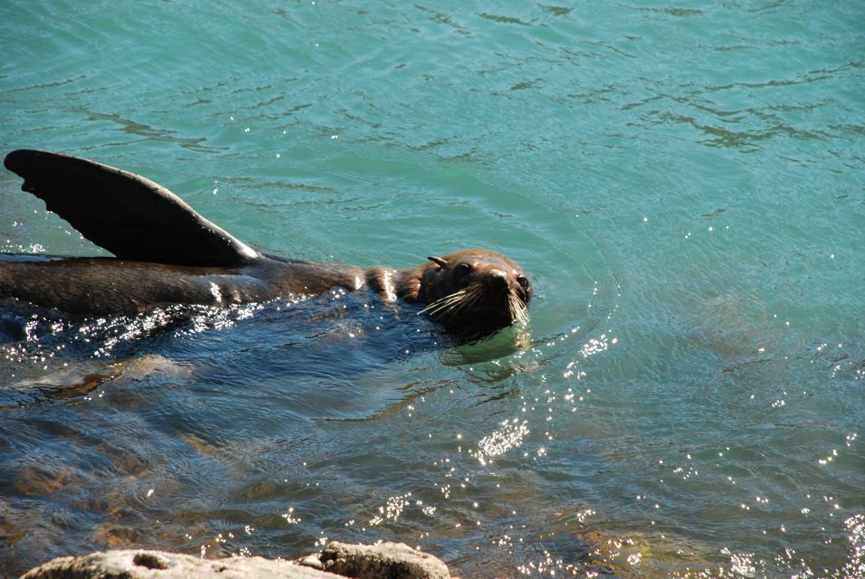 Akaroa: 4WD Safari and Guided Sea-Kayaking Experience