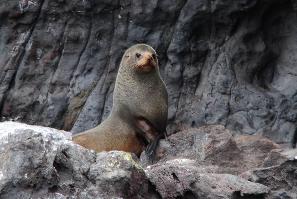 Akaroa Harbour 2-Hour Nature Cruise