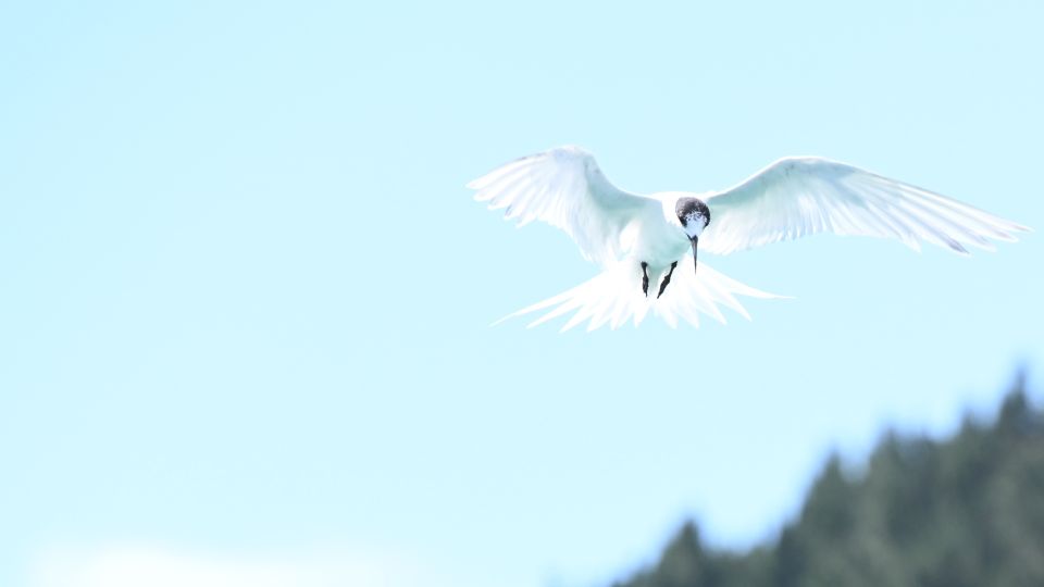 Akaroa: Scenic Coastline Wildlife Cruise - Tour Details