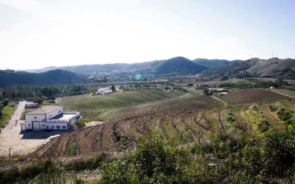 Algarve Wine Tour of Two Estates Guided by Wine Expert