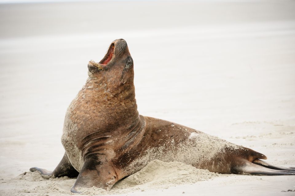 All in Dunedin - Nature & City Tour - Tour Details