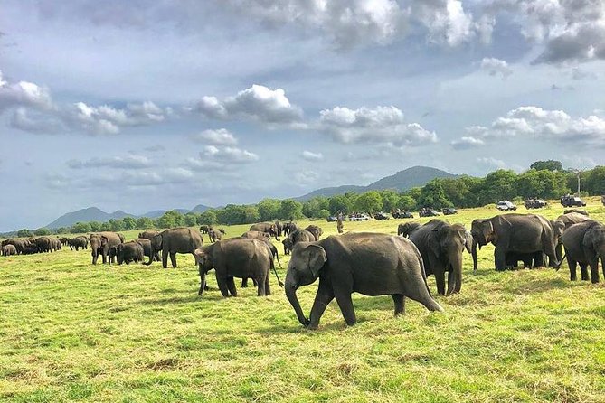 All Inclusive Private Safari in Minneriya National Park