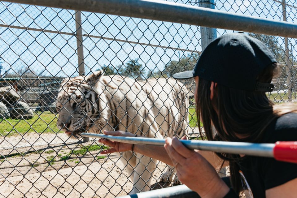 Alpine: Lions Tigers & Bears Sanctuary Visit and Feeding - Tour Details