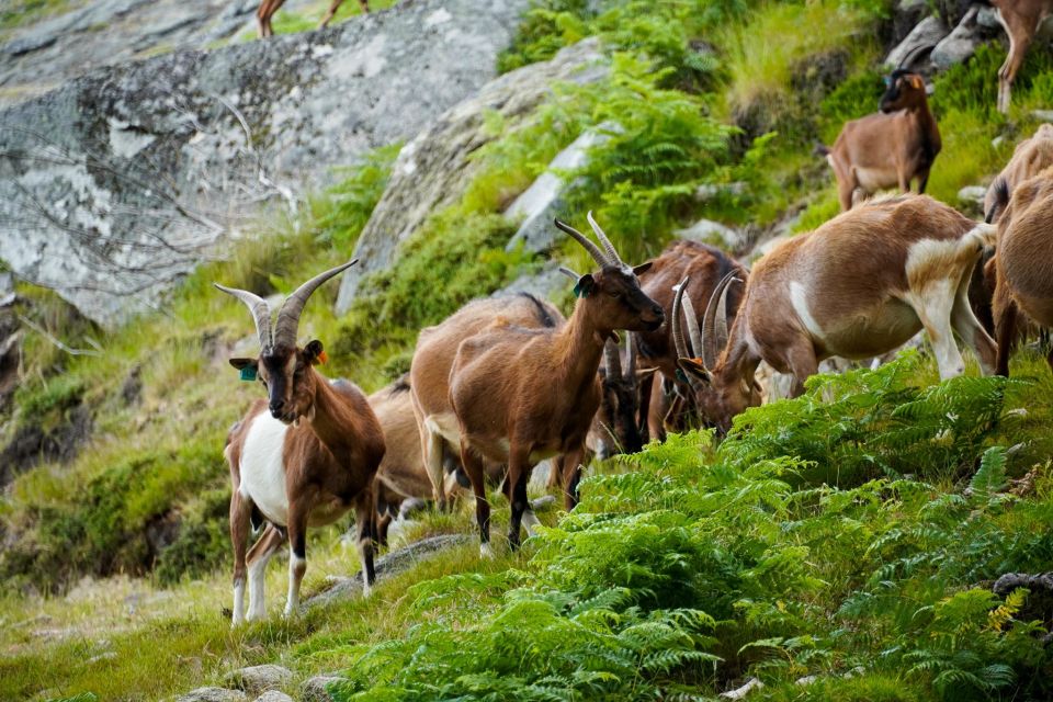 ALVÃO SHEPHERDS HIKE