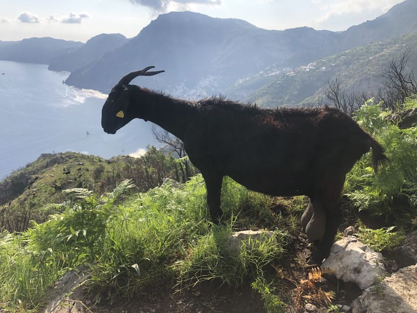 Amalfi Coast: Bomerano to Nocelle – The Path of the Gods