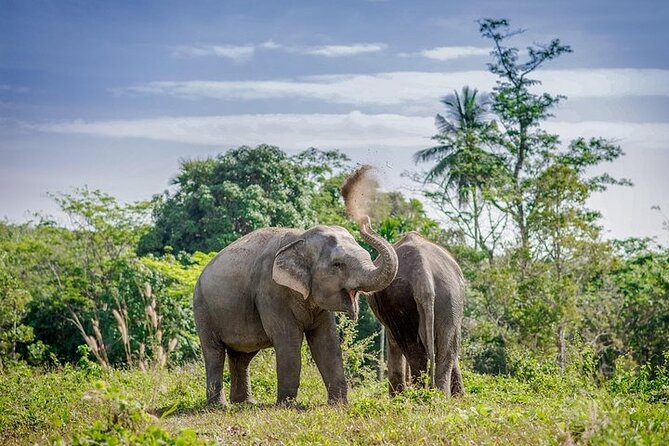 An Afternoon With the Elephants at Phuket Elephant Sanctuary