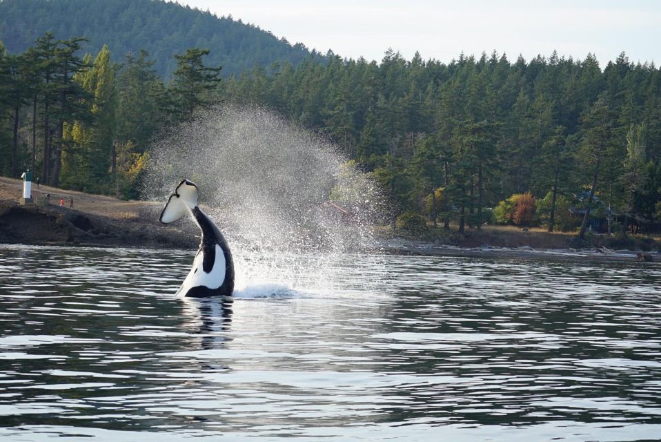 Anacortes: Whale and Orca Boat Tour Near Seattle