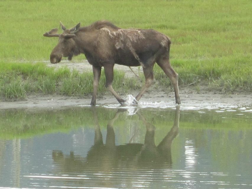 Anchorage: Glacier and Wildlife Explorer Cruise - Tour Overview