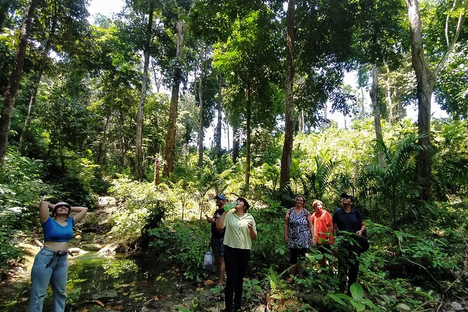 Ancient Lava Stream Trek Through Dense Tropical Forest.