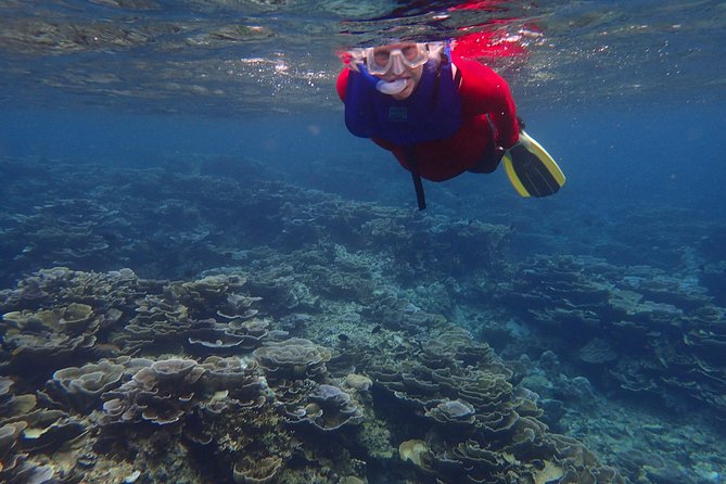 Anilao Snorkel Safari: Explore the Amazing Underwater World