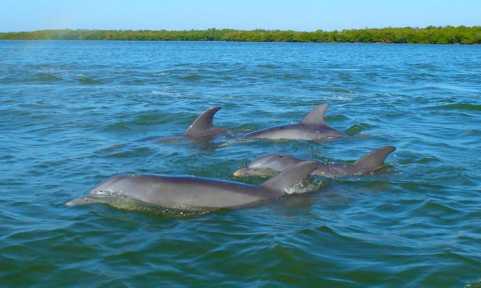 Anna Maria Island and Bradenton: Sunset Kayak Dolphin Tour