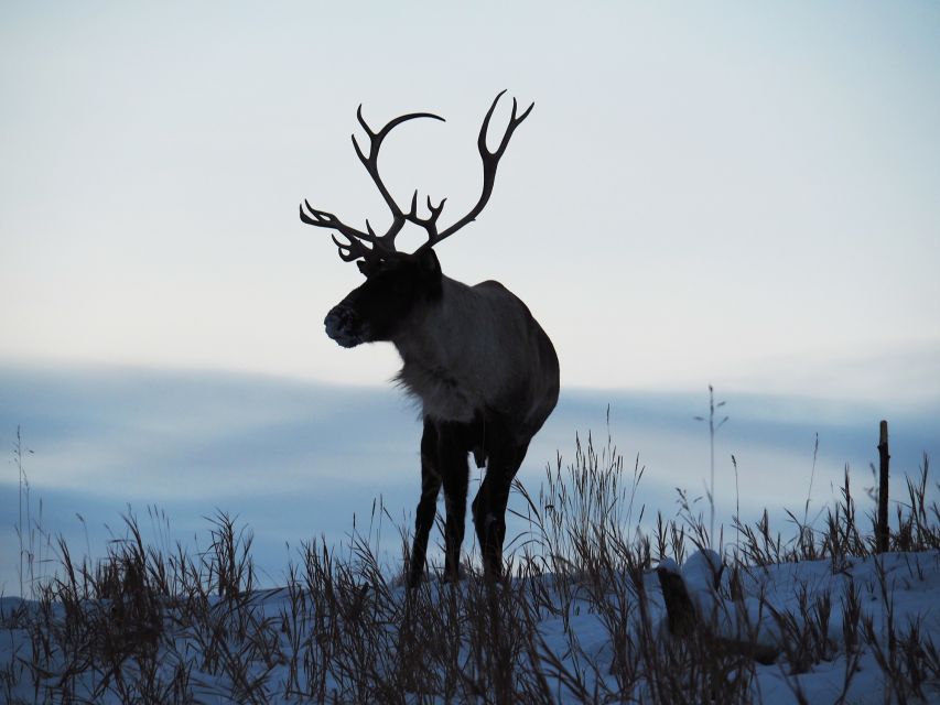 Arctic Day: Wildlife & Hot Springs | Half Day