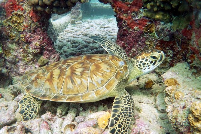 Aruba 2-Tank Dive Excursion for Certified Divers