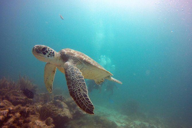 Aruba Certified Scuba Diving