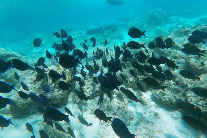 Aruba Seabob Scooter Reef Tour 