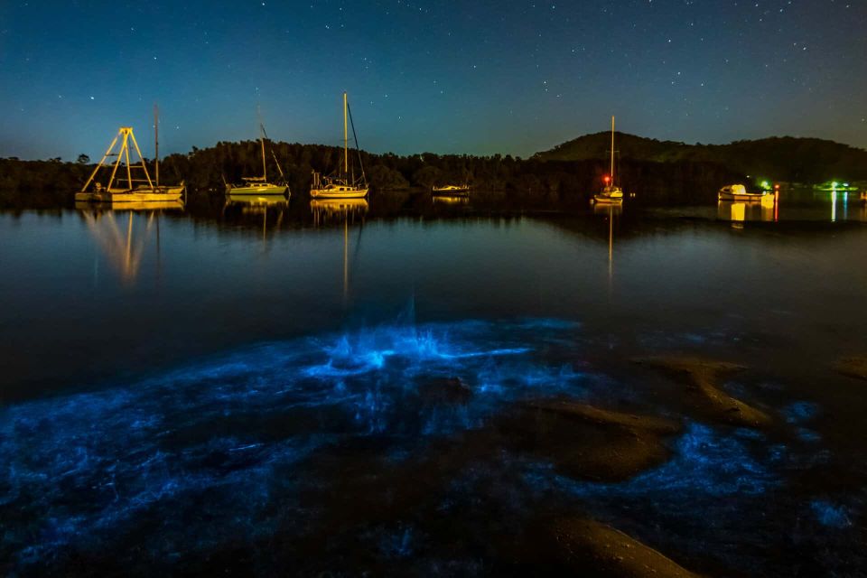 Auckland: Bioluminescence Kayak Tour